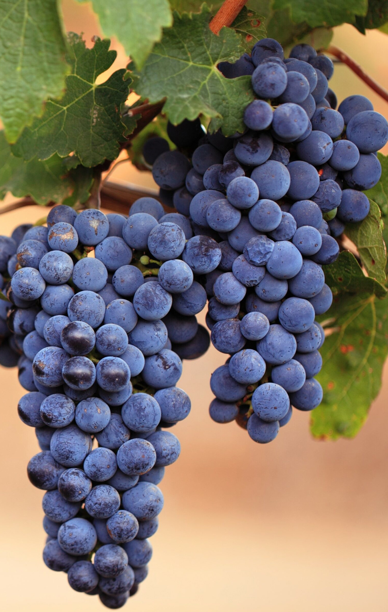 столове червоне - Зображення 3